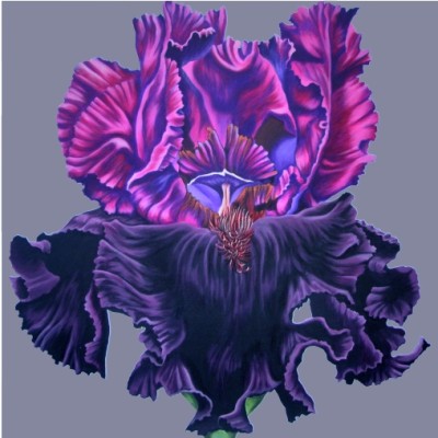 Bearded Iris - Contemporary Limited Edition Art on canvas by Jo Bunce