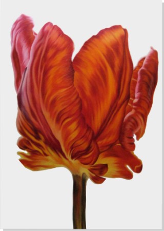 Parrot Tulip - Contemporary Limited Edition Art on canvas by Jo Bunce