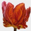 red orange floral canvas art